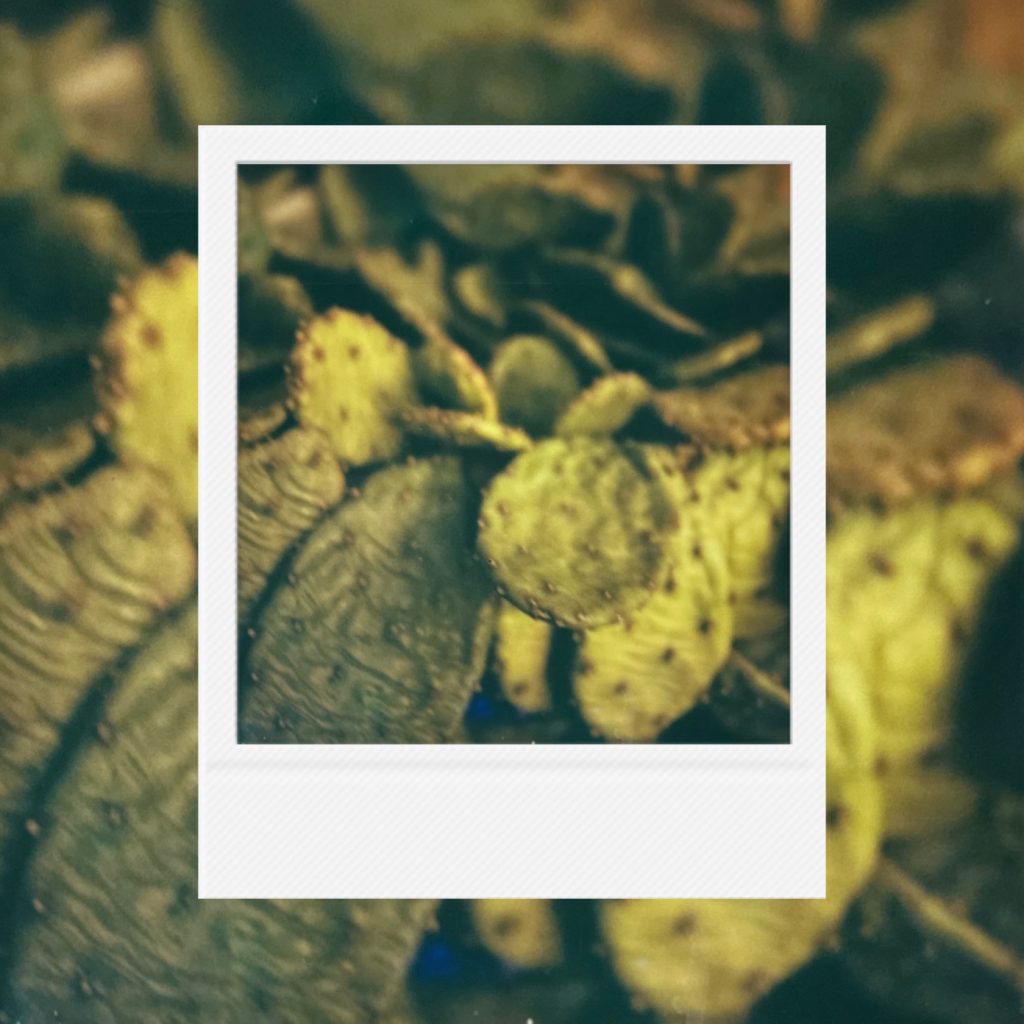 The resilient vitality of a cactus standing silently under rough textures and muted light capturing a static record within an analog film frame