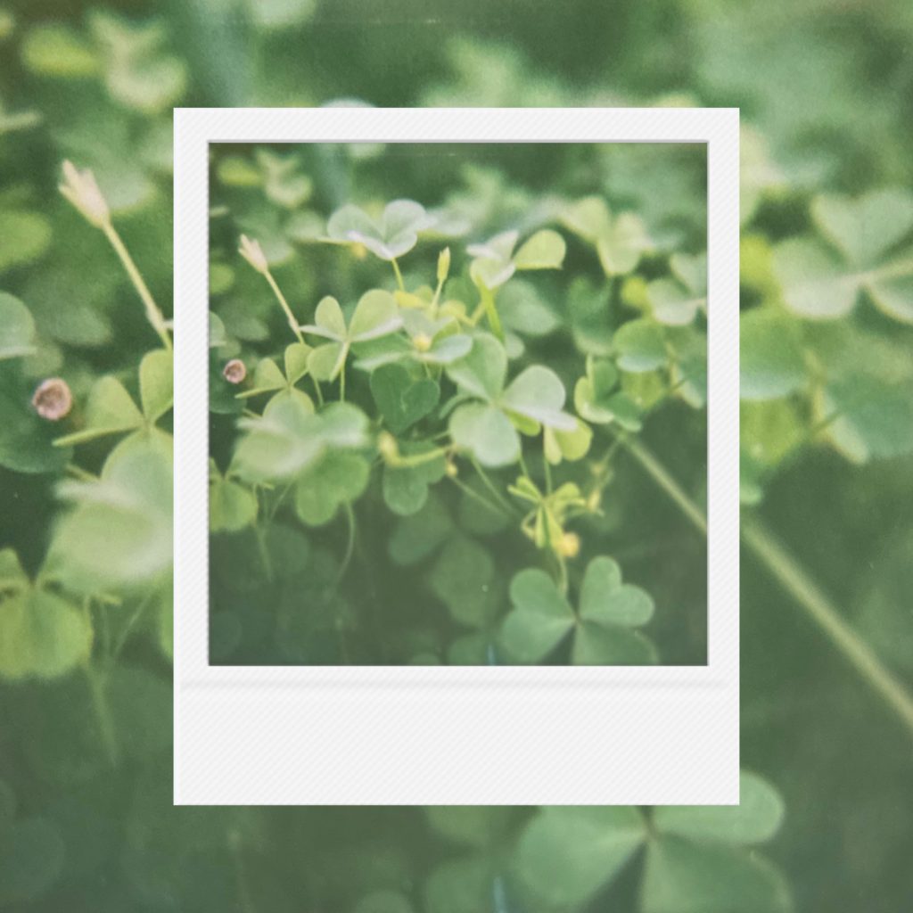 The vitality of nameless weeds growing silently by the road capturing a fresh slice of daily life within an analog film frame