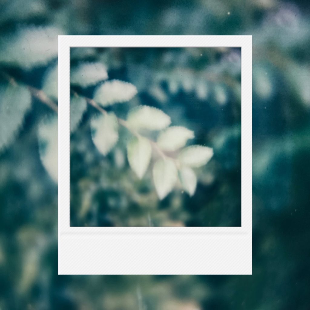 The dreamy traces of fresh leaves within an analog film frame featuring soft sunlight waking the stillness of a deep teal forest