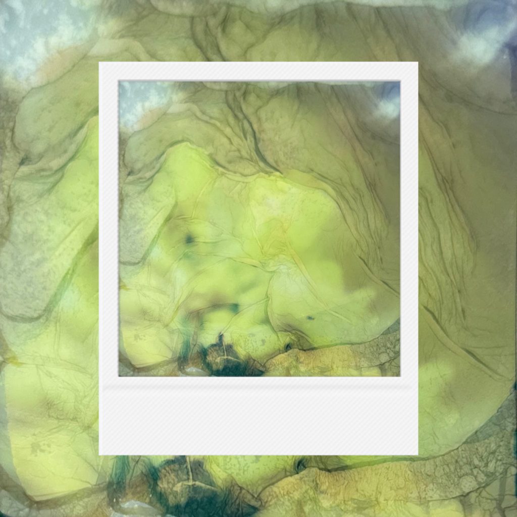 A record of static vitality layered within an analog film frame featuring subtle green textures flowing through translucent petals