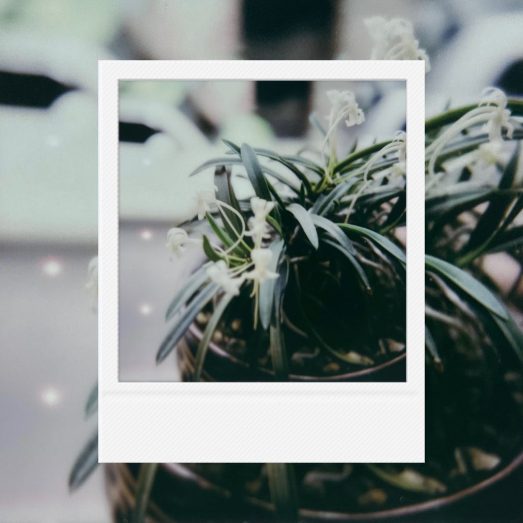 The vitality of companion plants blooming silently under low window light capturing a piece of peaceful daily life within an analog film frame