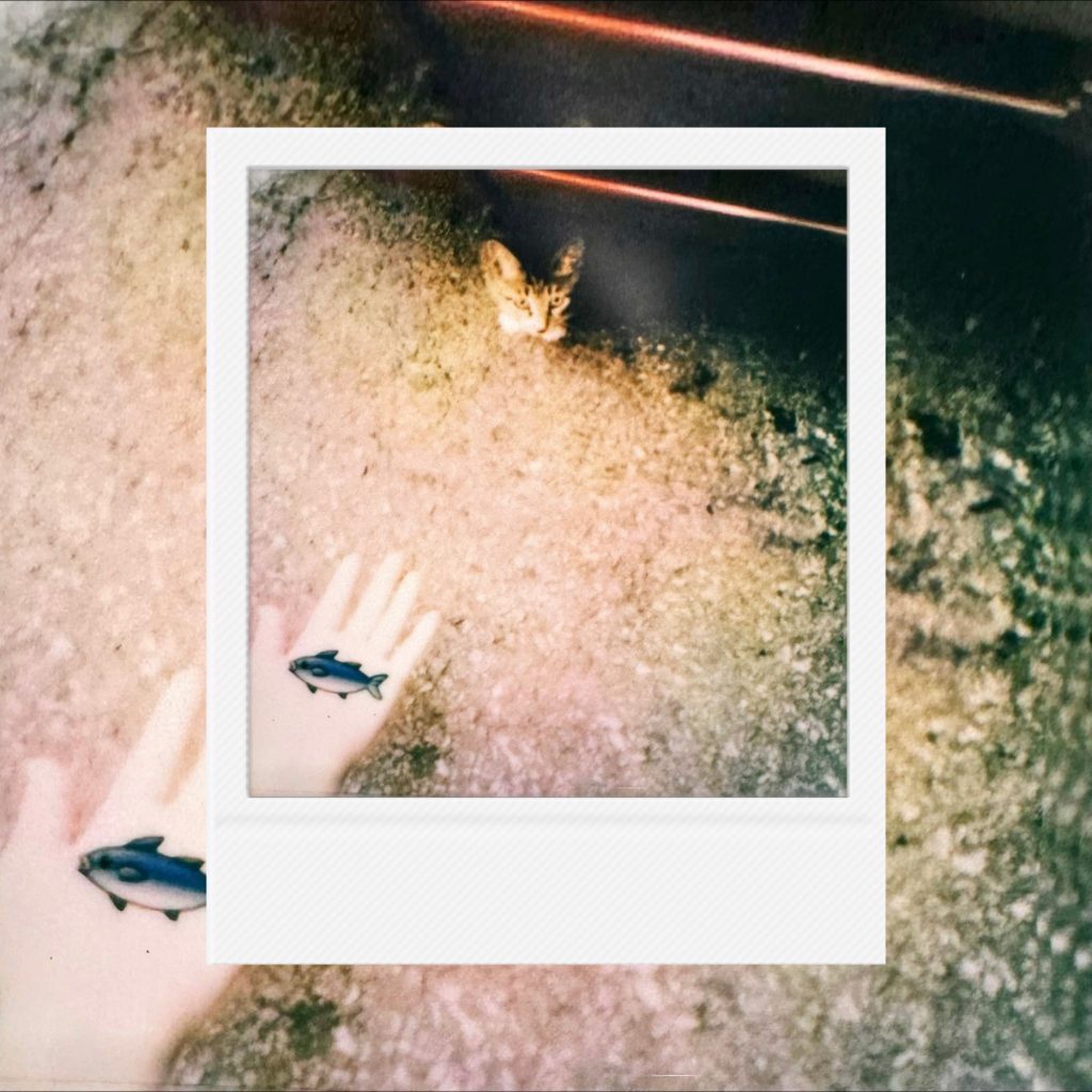 A moment of tender interaction captured in an analog film frame featuring silver fish on palms reaching toward a small cat