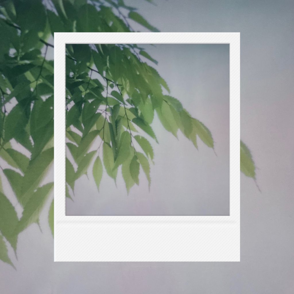 The lyrical beginning of spring within an analog film frame featuring the first green life shyly peeking beyond the faint misty light