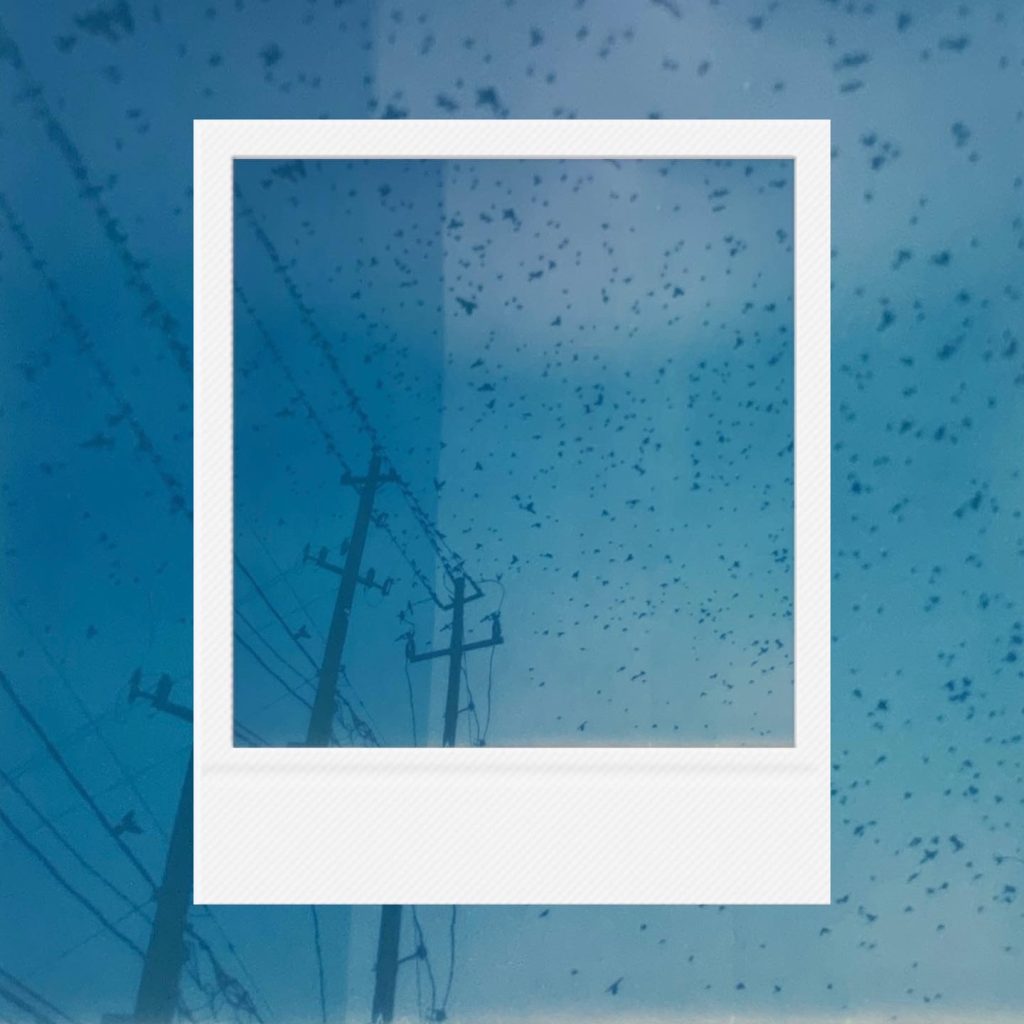 Countless wingbeats scattering over cold urban wires capturing a distant fragment of freedom within an analog film frame