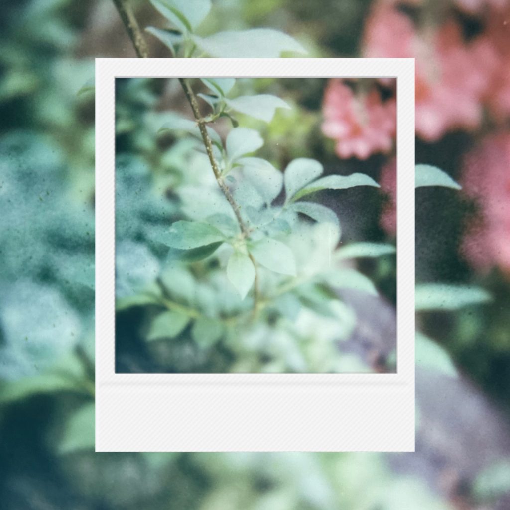 The trajectory of time blooming bluely while yielding to a brief breeze capturing the lyrical texture of the season within an analog film frame