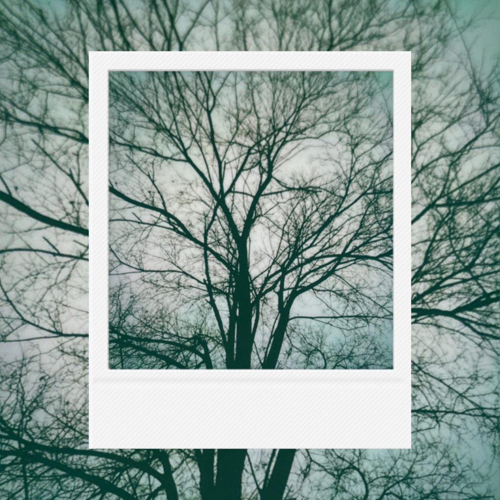 A quiet visual record of leafless branches revealing the flow of time and seasonal stillness beneath a cold sky