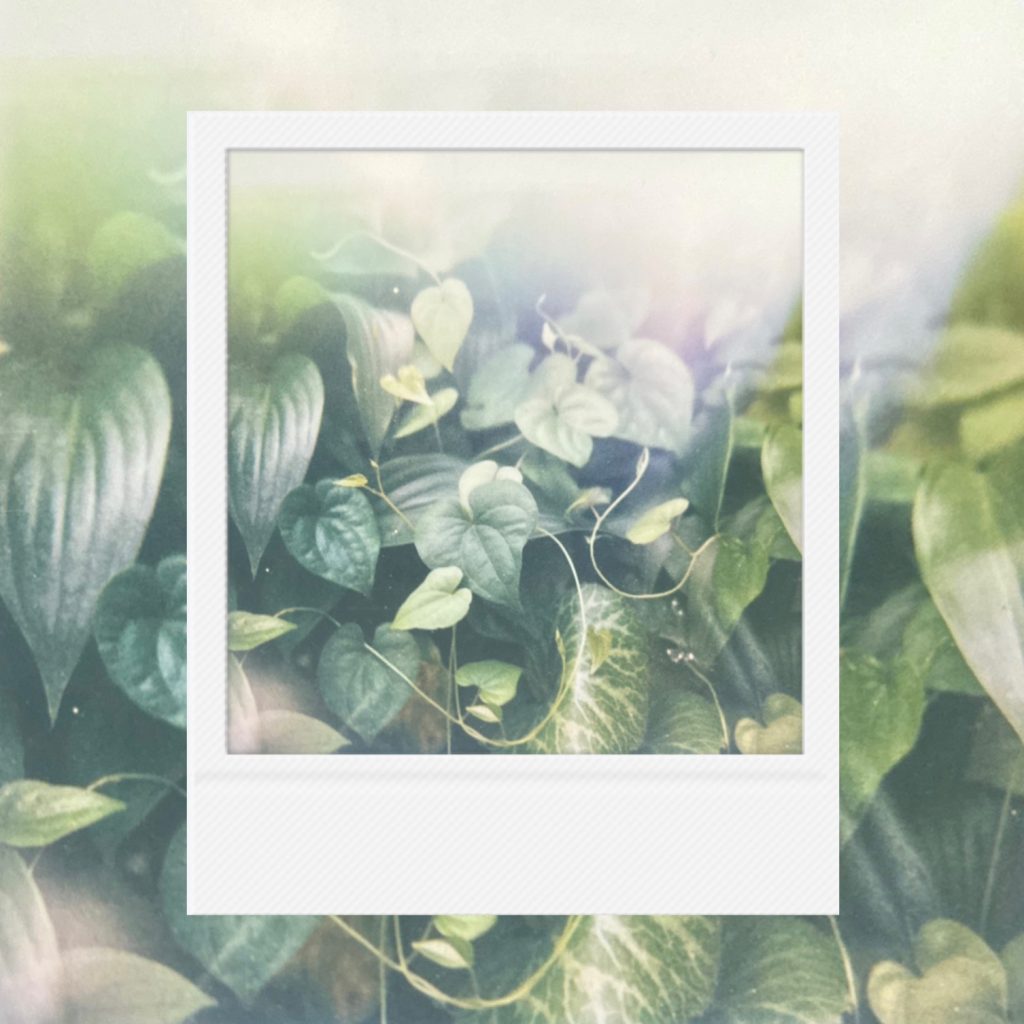 The vitality of companion plants budding silently under low window light capturing a piece of peaceful daily life within an analog film frame