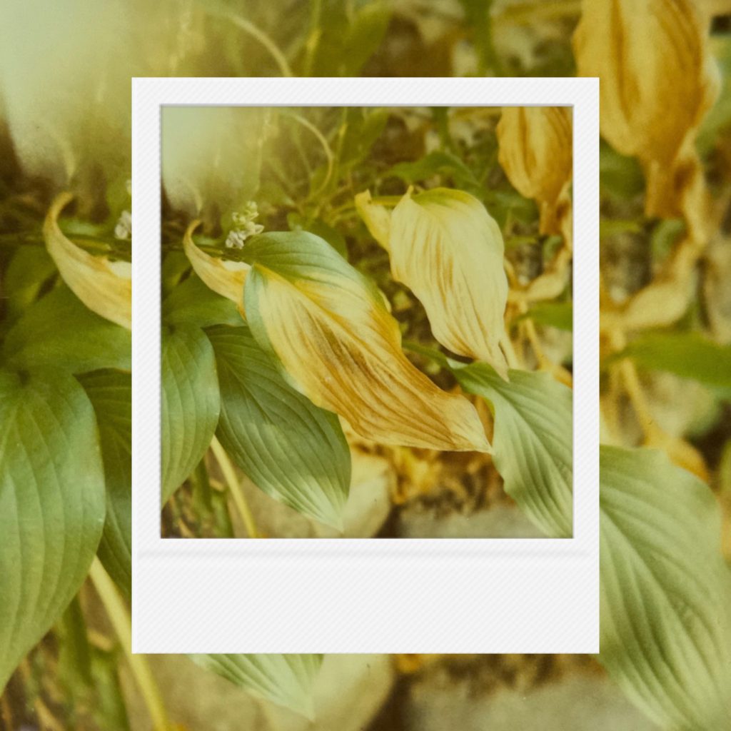 The final breath of leaves fading into yellow where green vitality once dwelled frozen in stillness within coarse analog film textures