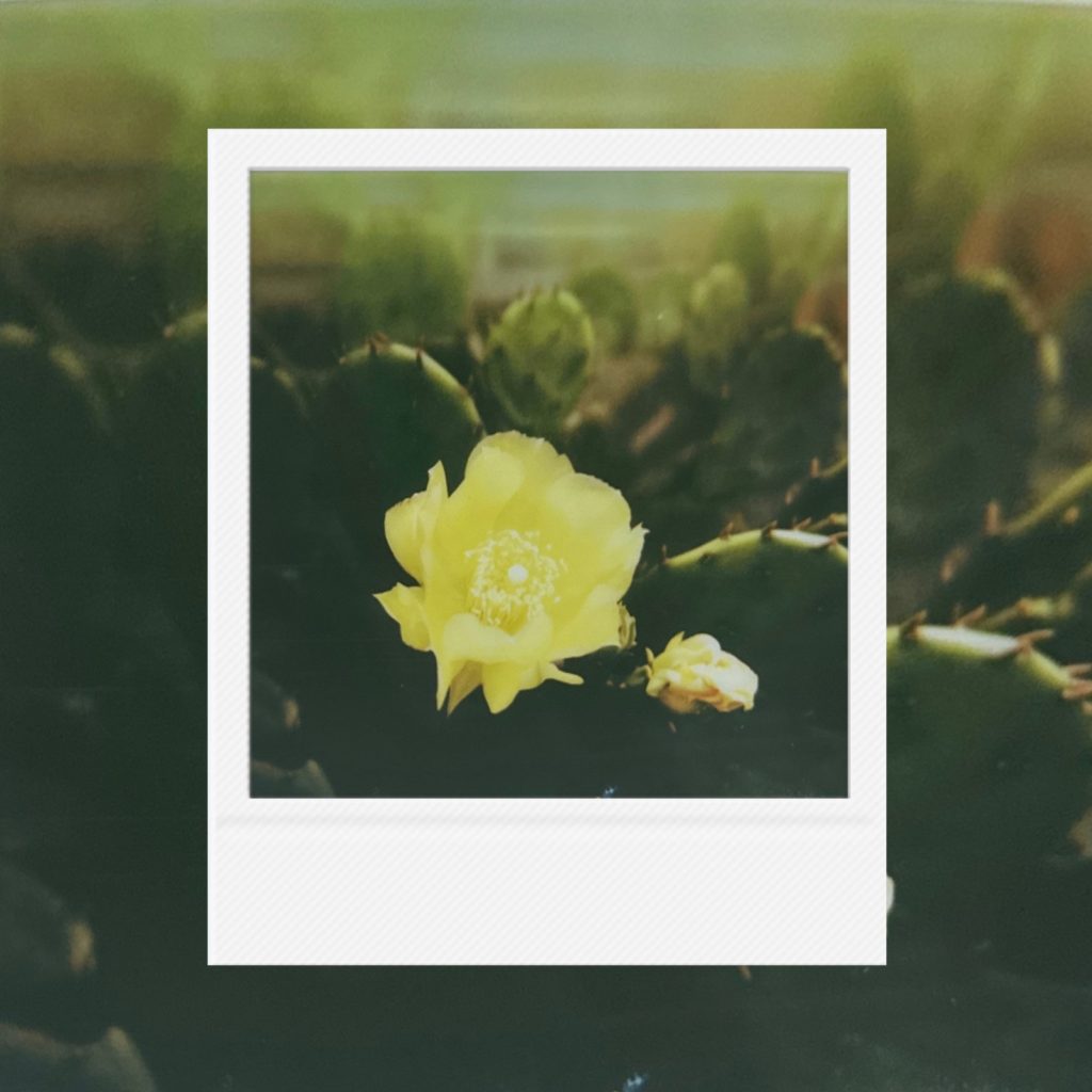 Golden vitality blooming on a silent cactus capturing a quiet moment within an analog film frame