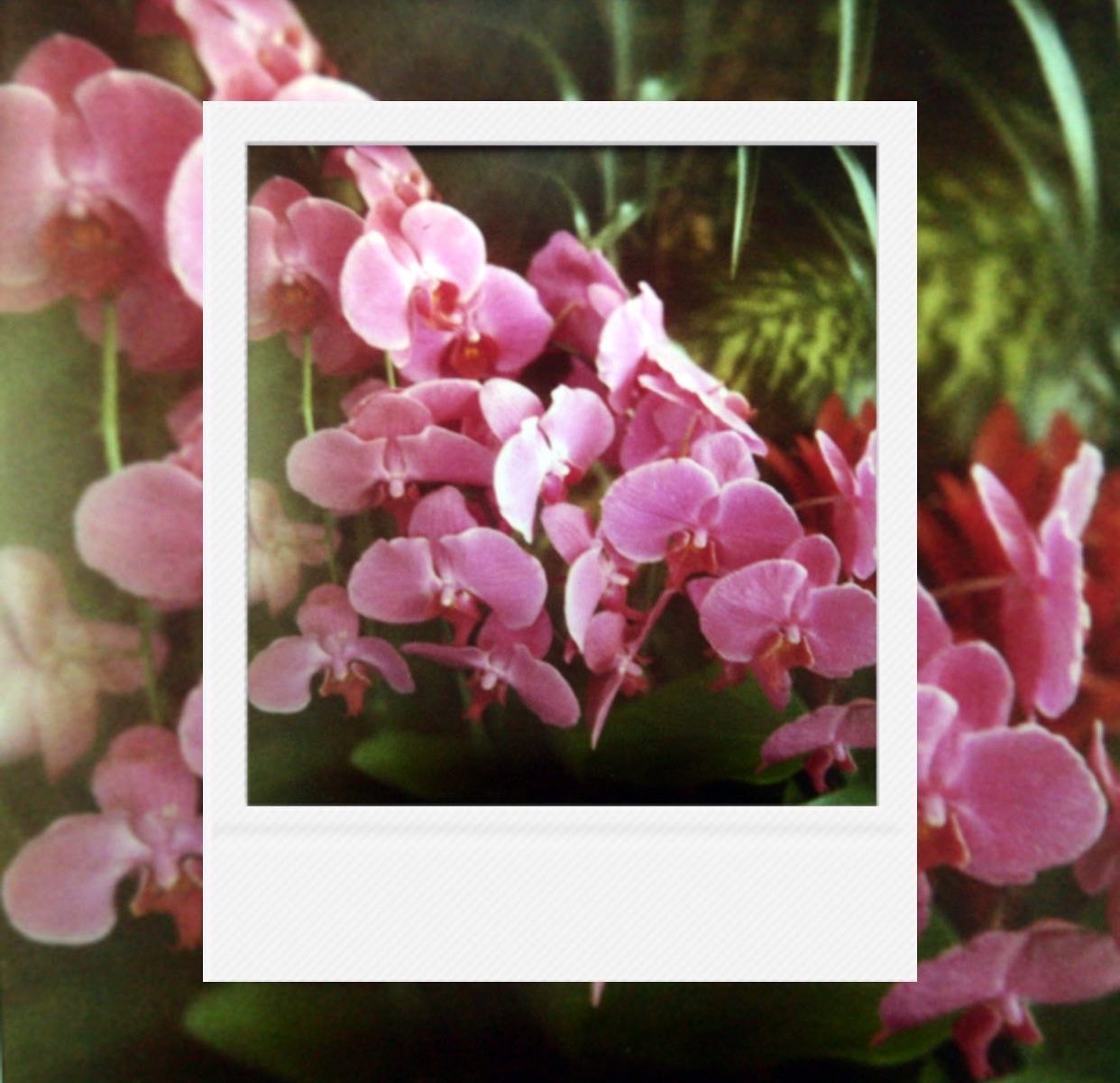 Elegant silhouettes of orchids blooming in layers on photo paper capturing the dreamy breath of nature within faded analog film textures