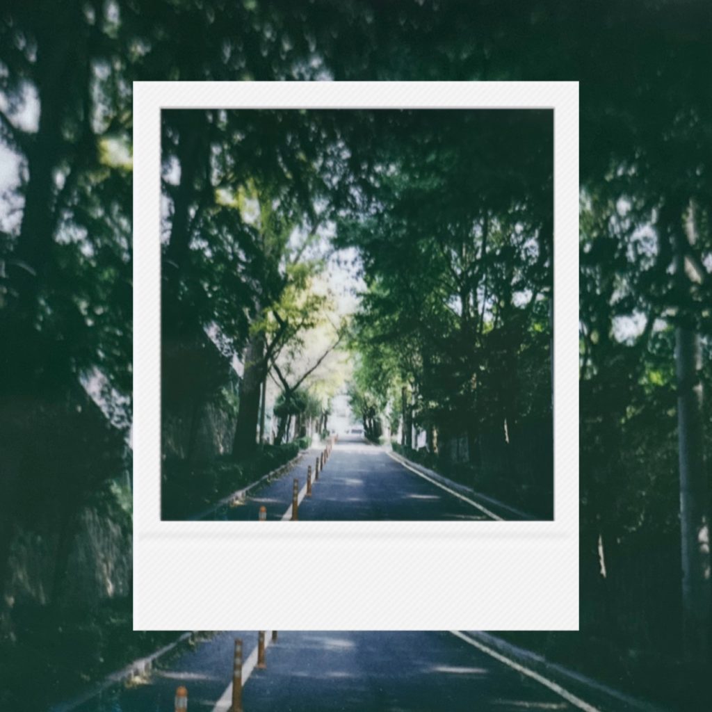 A gradual uphill passage framed by dense trees where perspective stretches forward accumulating a sense of quiet movement slow rhythm and everyday continuity