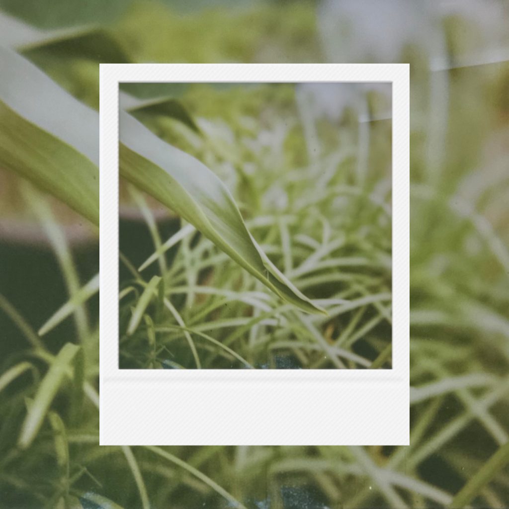 The quiet abundance of indoor green within an analog film frame featuring textures of overlapping leaves through a soft focus