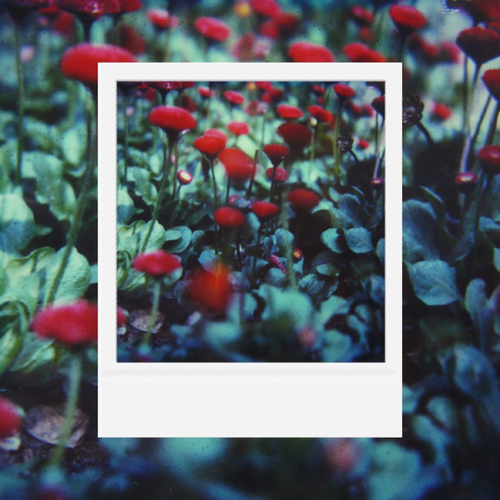 The texture of red blossoms dotted among deep teal leaves capturing the vivid breath of the season within coarse analog film grains