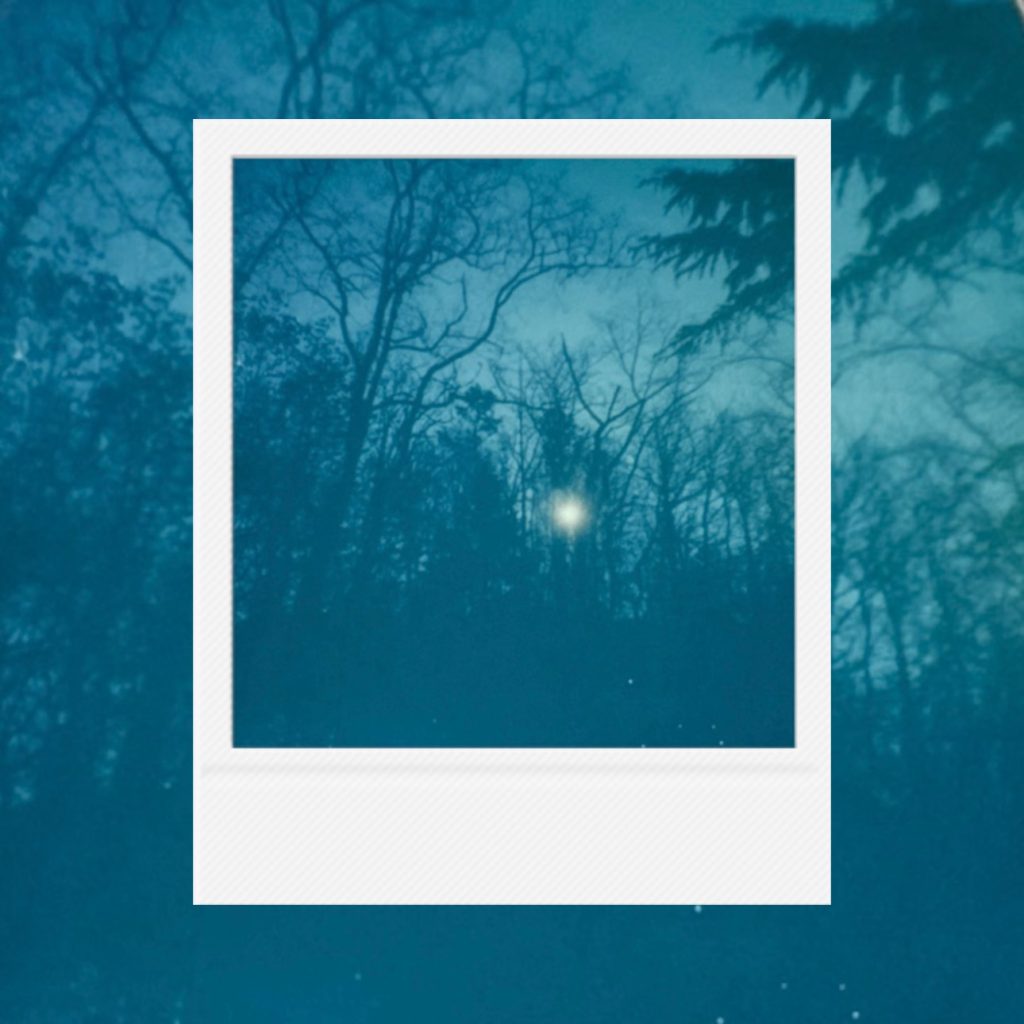 A slender afterimage of light wedged between dense forest silences capturing a static record of time within an analog film frame