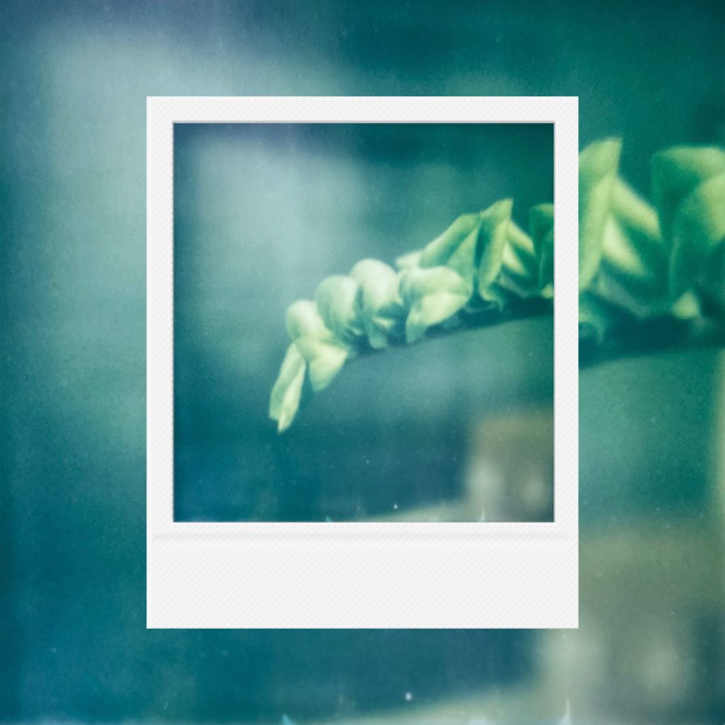 The soft texture of leaves within a teal-hued silence capturing a serene record of the moment in an analog film frame