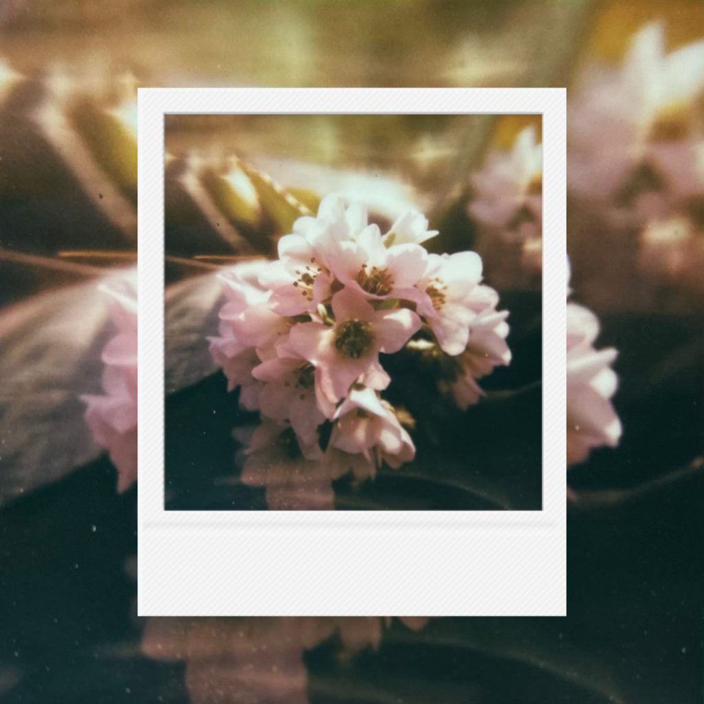 A gentle warmth of blossoms softly unfolding in golden light with a quiet sense of time drifting by