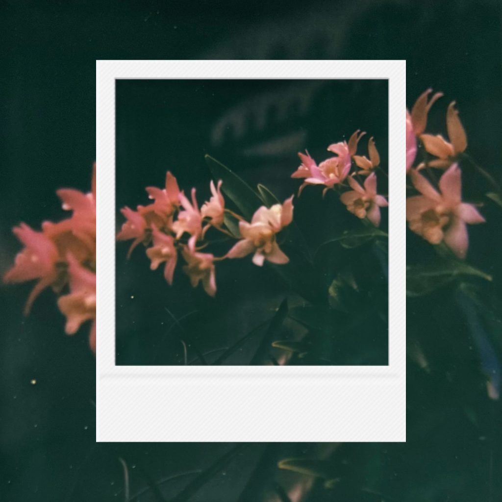 Delicate petaA record of soft pink blossoms emerging through darkness, spreading a gentle warmth of life through quiet moments