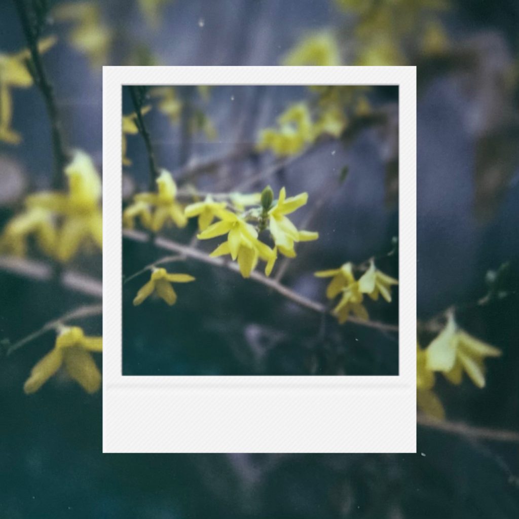 A subtle tremor of yellow blossoms quietly opening in soft light carrying the gentle breath of a season beginning