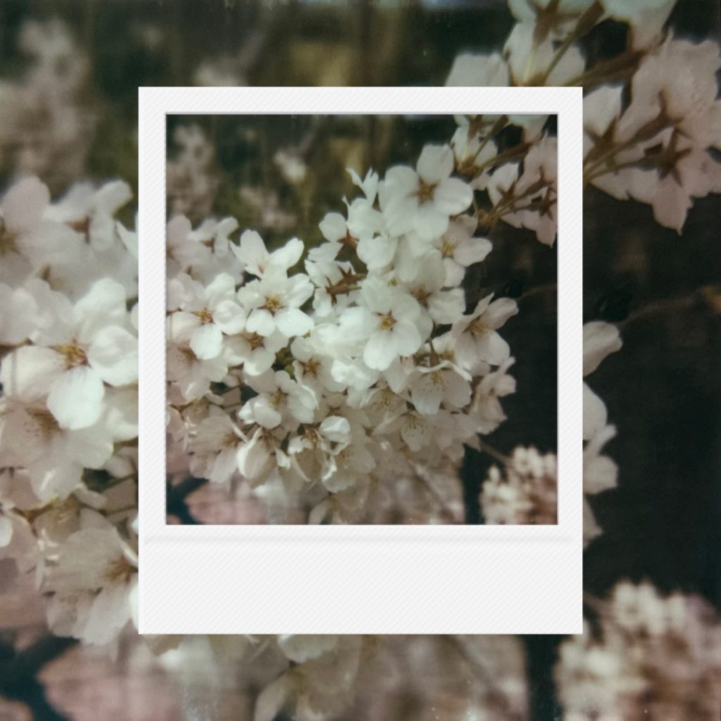 A careful record of the white heart-flutter awaited for a year, with petals blooming as densely as unspoken feelings, dreaming of reaching someone to become a beautiful path