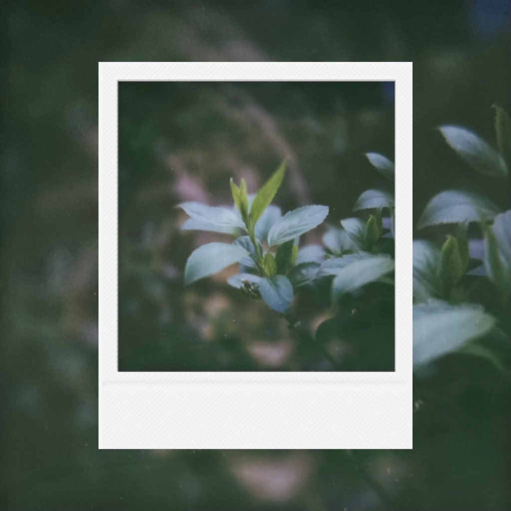 A quiet emergence of small green leaves in soft diffused light, a gentle beginning of life holding the flow of time