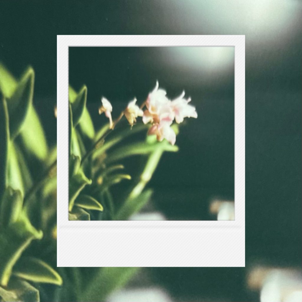 A delicate bloom resting within soft green shadows and gentle light, carrying a quiet atmosphere of warmth, stillness, and fleeting springtime presence