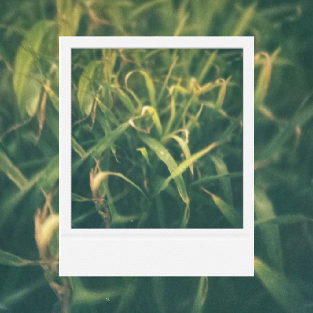 Wild green grass blades tangled together in a small white frame, keeping the raw essence of a hidden forest floor where time slows down under the warm summer sun.