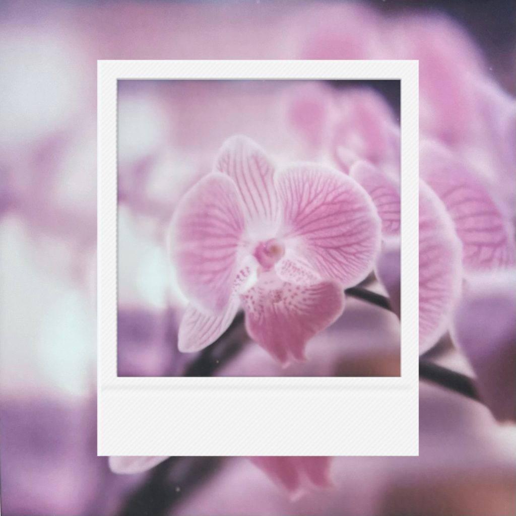 A fragile pink orchid frozen inside a small white border, preserving the soft velvet texture of a gentle spring afternoon that leaves a lingering scent of beautiful yesterdays