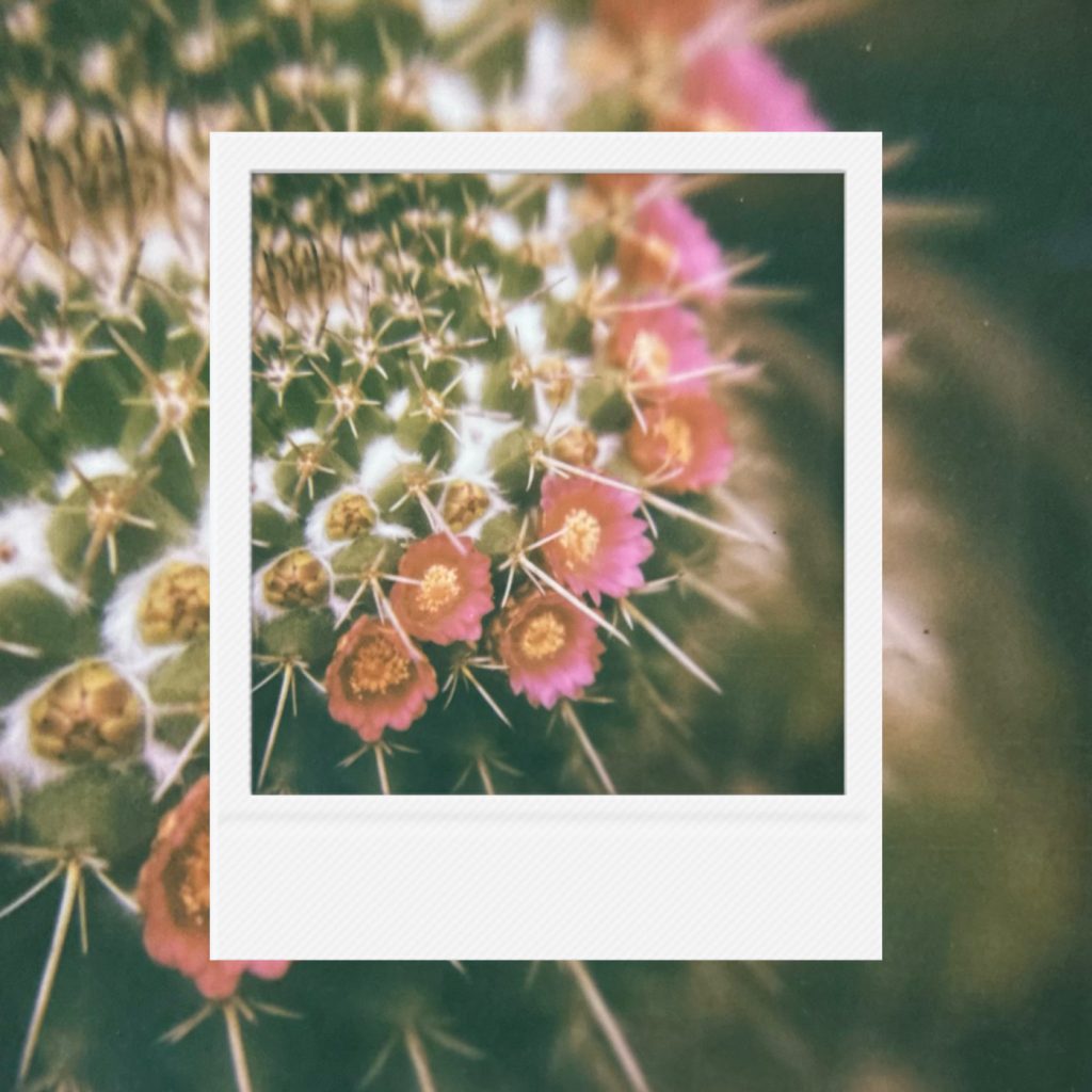 A delicate bloom weaving through a fortress of sharp and defensive thorns, showcasing a tender heart hidden beneath a fierce exterior to find its own quiet way of surviving the desert.