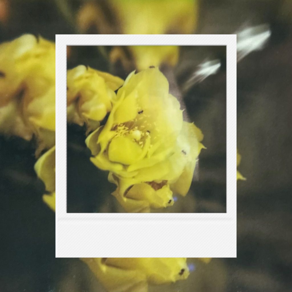 A luminous yellow blossom unfolding within soft shadows, carrying a quiet impression of warmth, delicate vitality, and the gentle arrival of spring