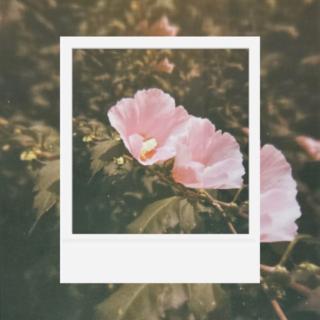 Soft pink blossoms resting among deep green leaves,a quiet moment of summer light and delicate bloom