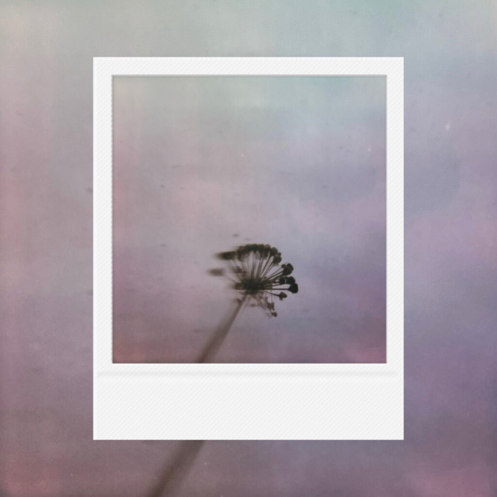 A solitary bloom drifting softly beneath the fading skyheld between stillness and a passing breeze.